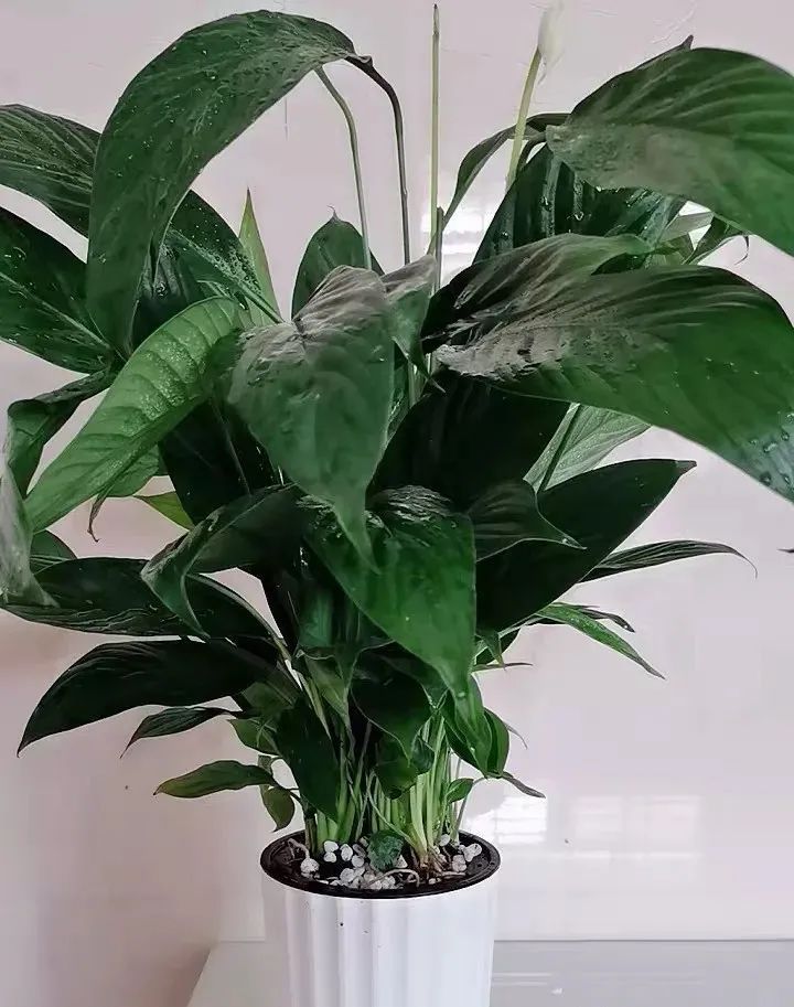 朝阳客厅绿植大叶,十件最适合在客厅养的易活绿植