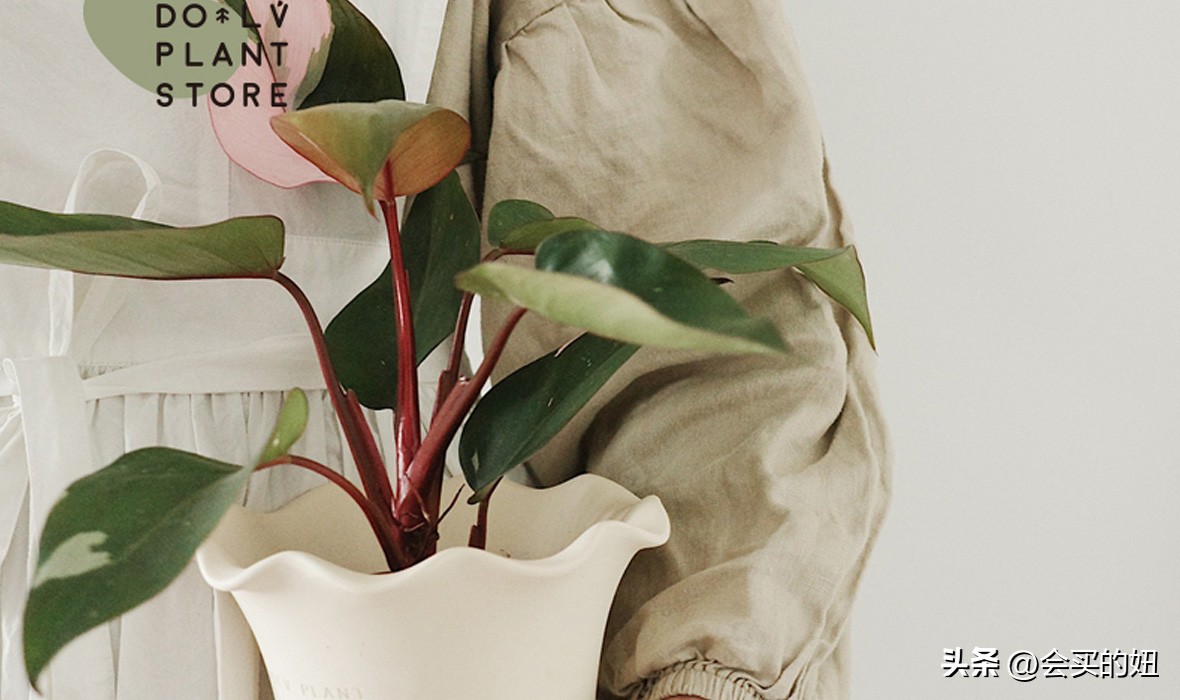 好看又便宜的绿植店铺,什么小绿植好养又适合店铺