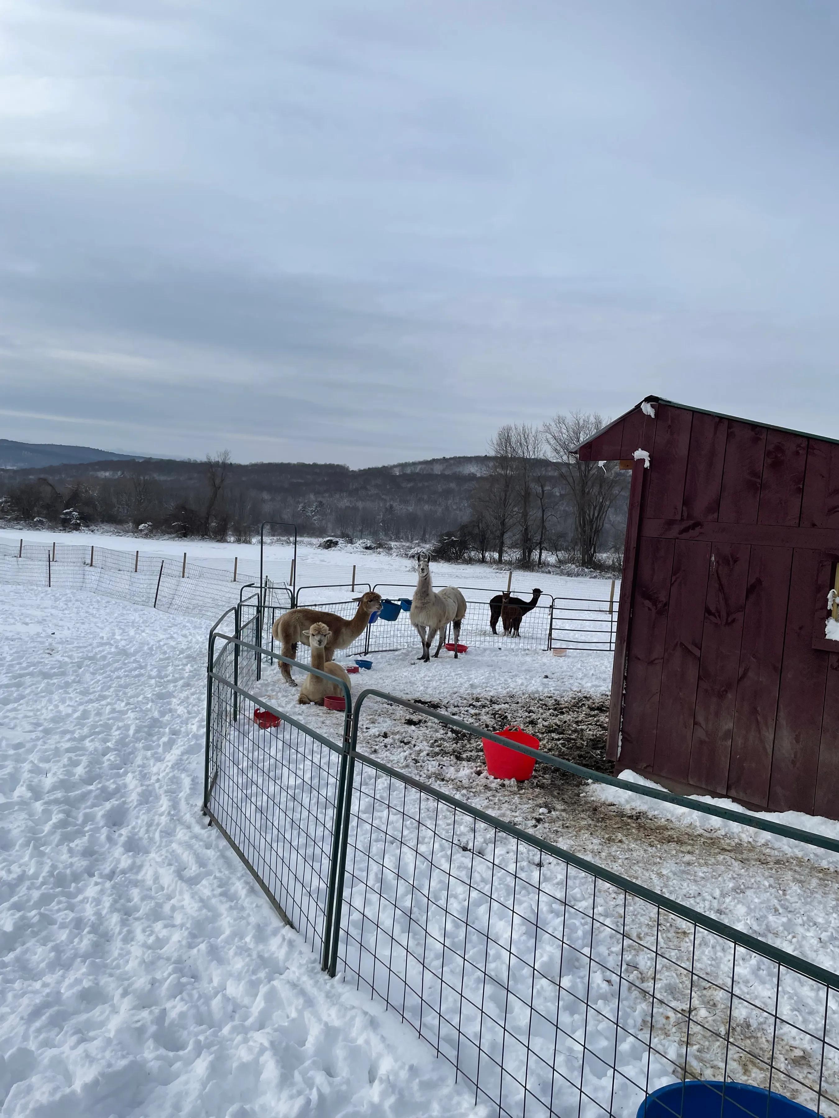 羊驼和驼羊是一个品种吗视频,羊驼和驼羊哪个是有刘海的