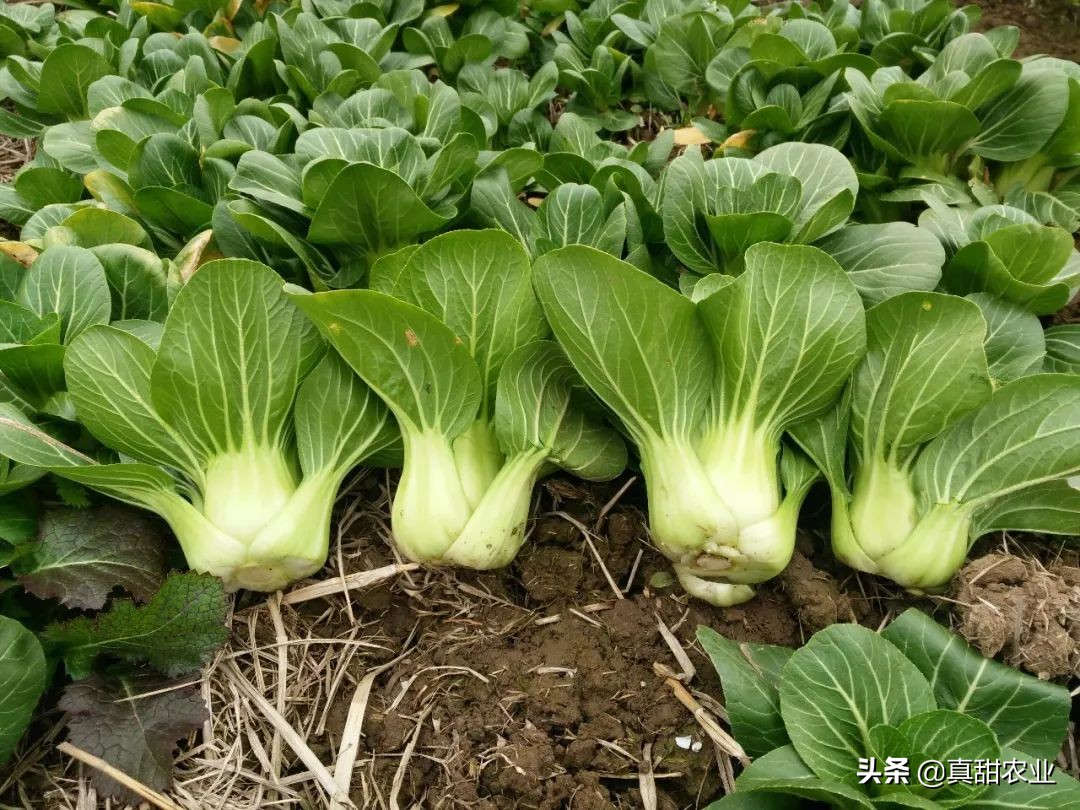 产区上海青触底反弹；销区芥菜来货减少，价格上抬