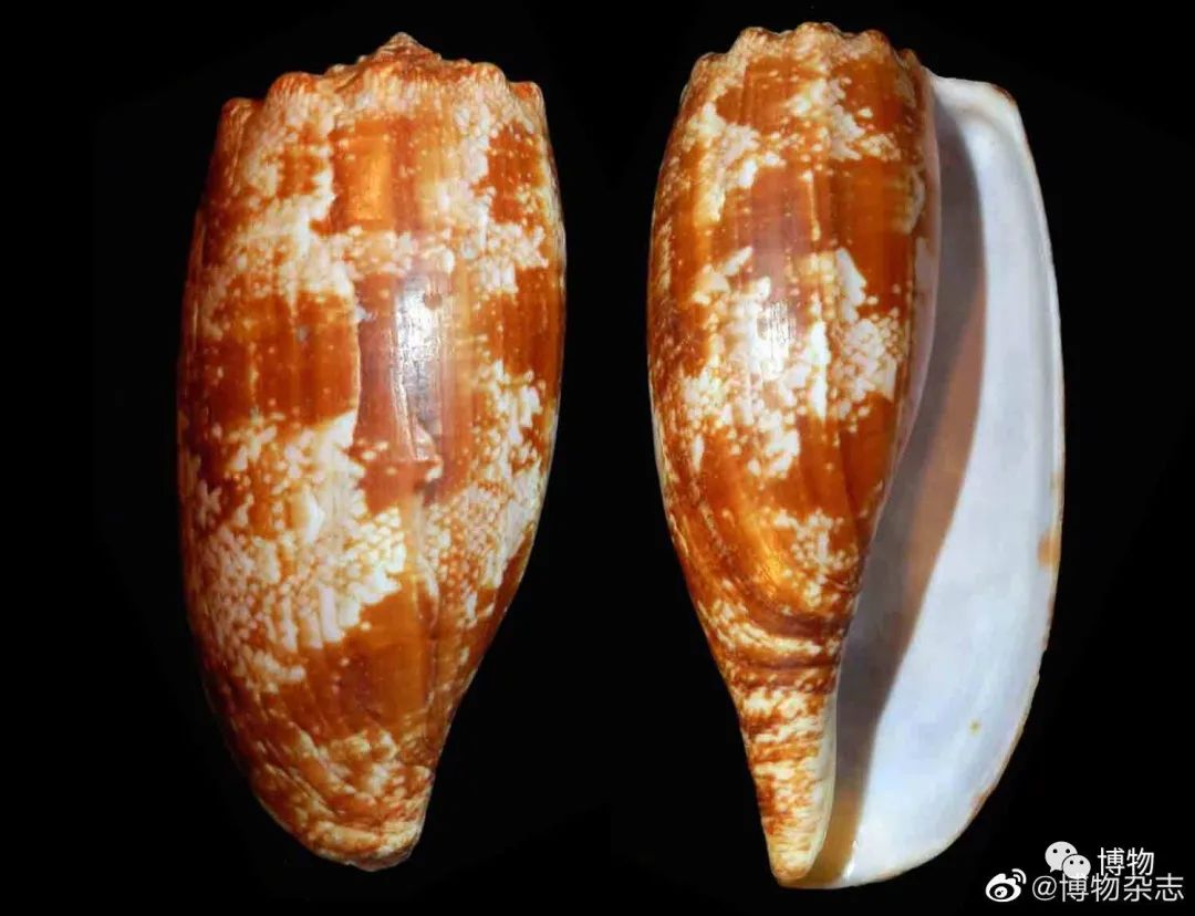 吃螺有粘液可以直接吃吗,吃了螺不能吃什么