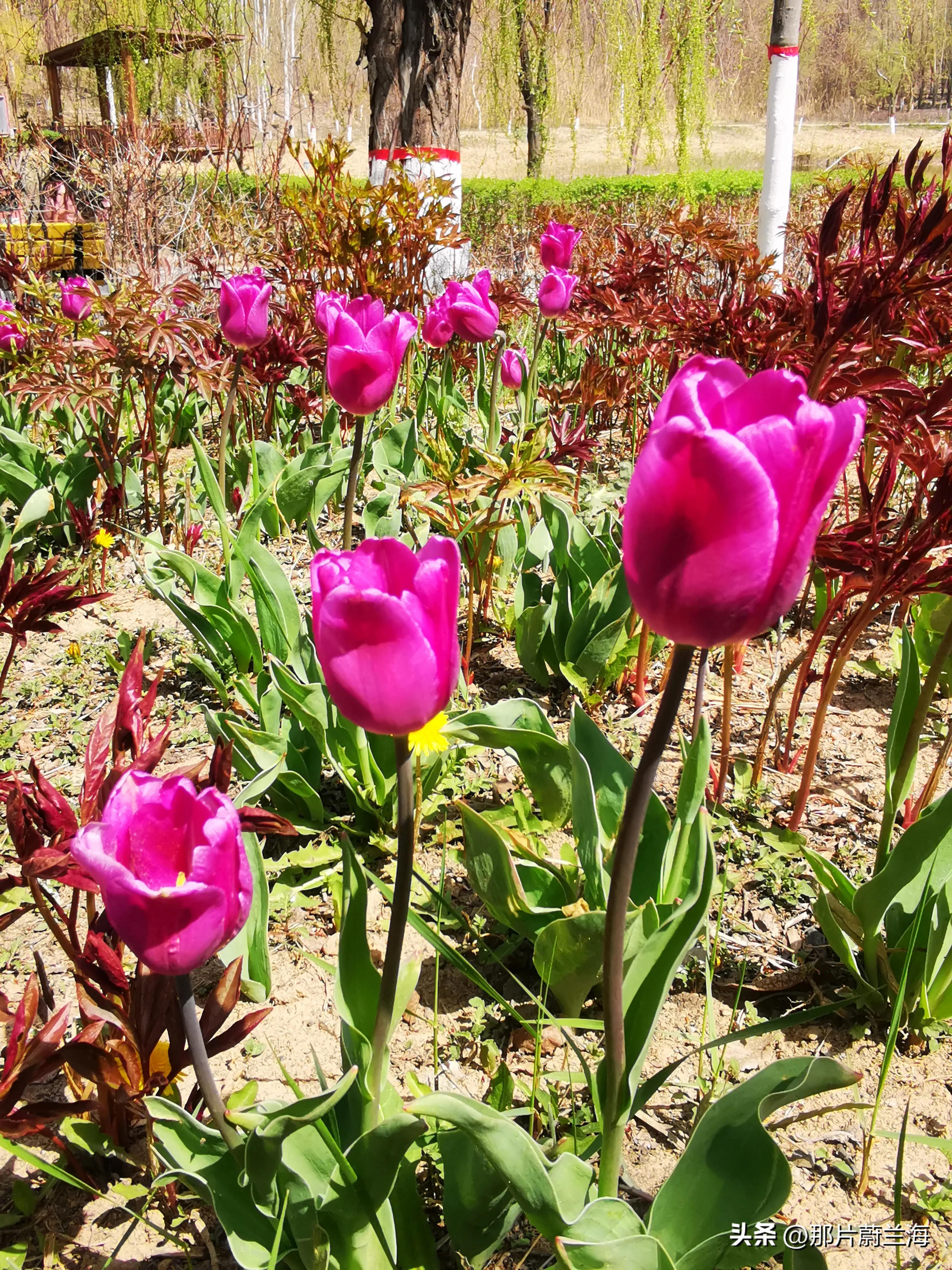 郁金香的花语最浪漫的,郁金香浪漫花语