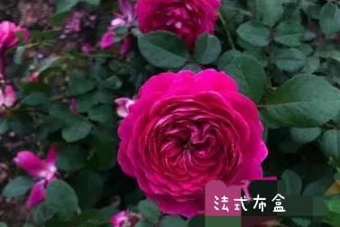 常见切花月季一览（45）