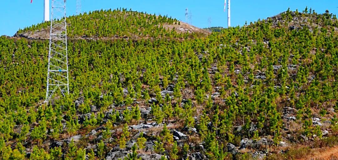 推动红河高质量跨越发展,奋力推动红河高质量跨越式发展