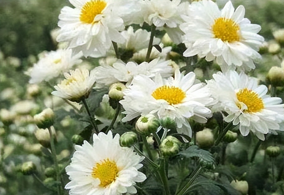 菊花茶排名前十名,菊花茶的种类和区别