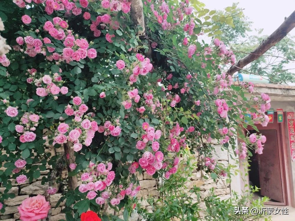 美在农家美篇,美在农家