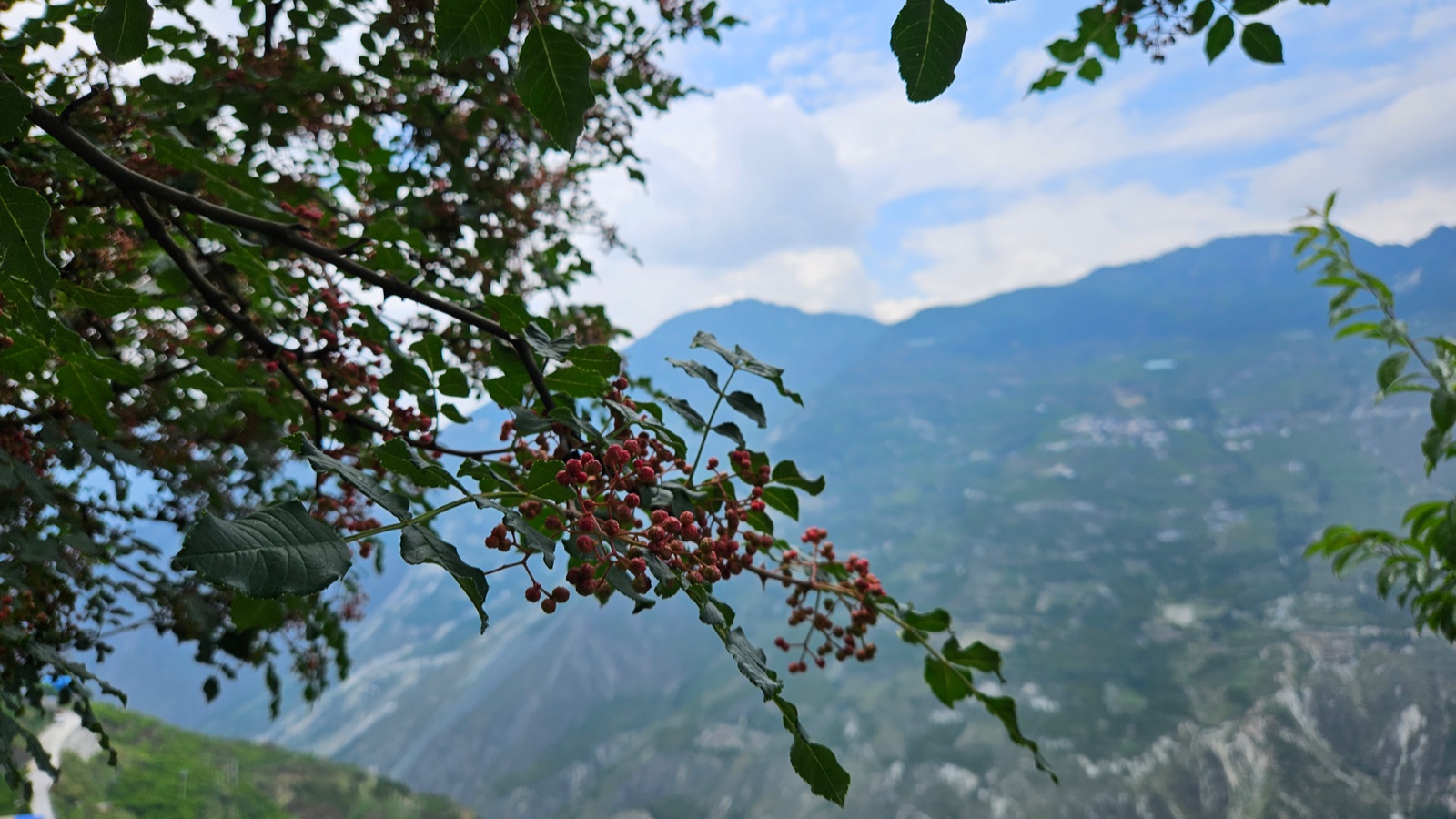 花椒丰收季节是几月,老家花椒丰收季