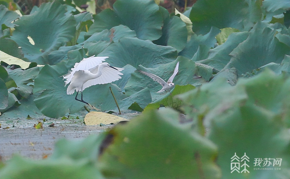 扬州北湖湿地森林公园,扬州北湖湿地公园最新报道