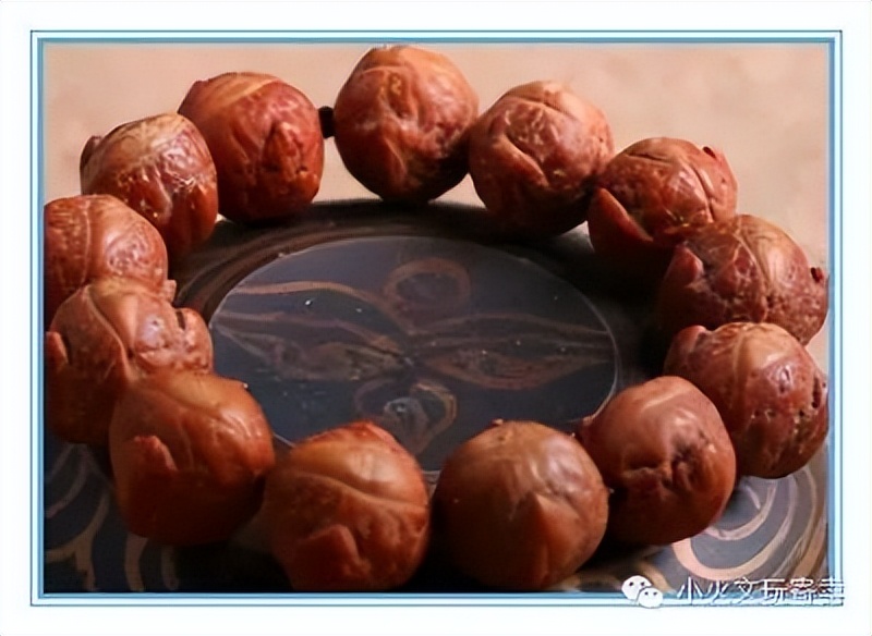 凤眼菩提2022,2023凤眼菩提