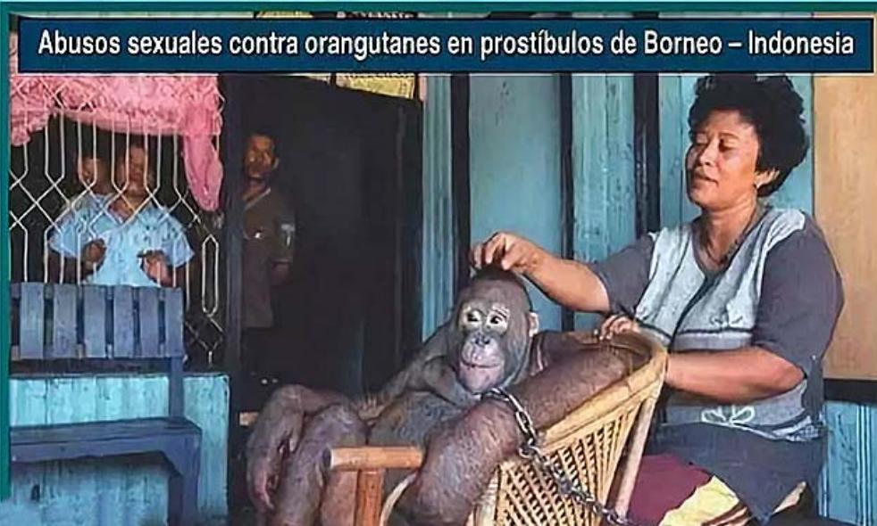 红毛猩猩被囚禁六年现状,红毛猩猩被囚禁六年