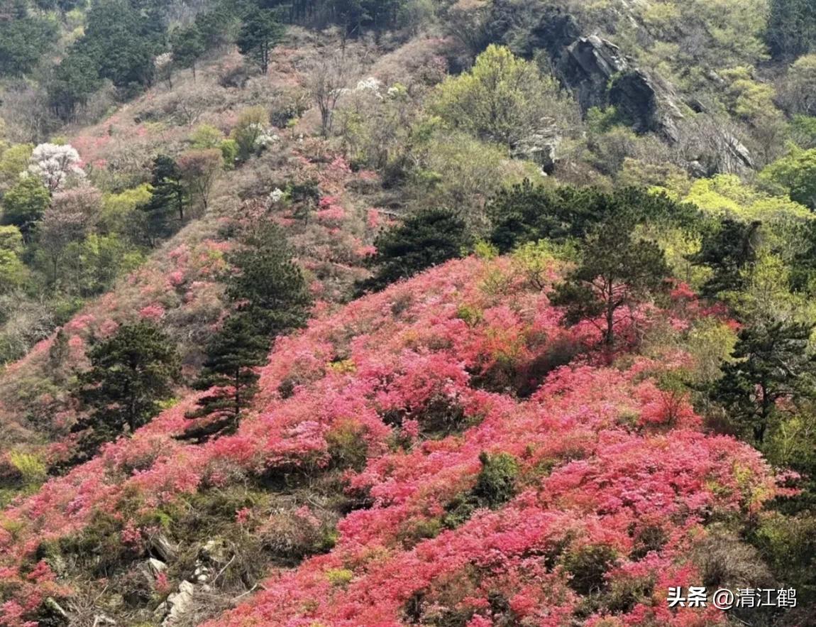 映山红扦插繁殖方法,映山红的扦插繁殖方法