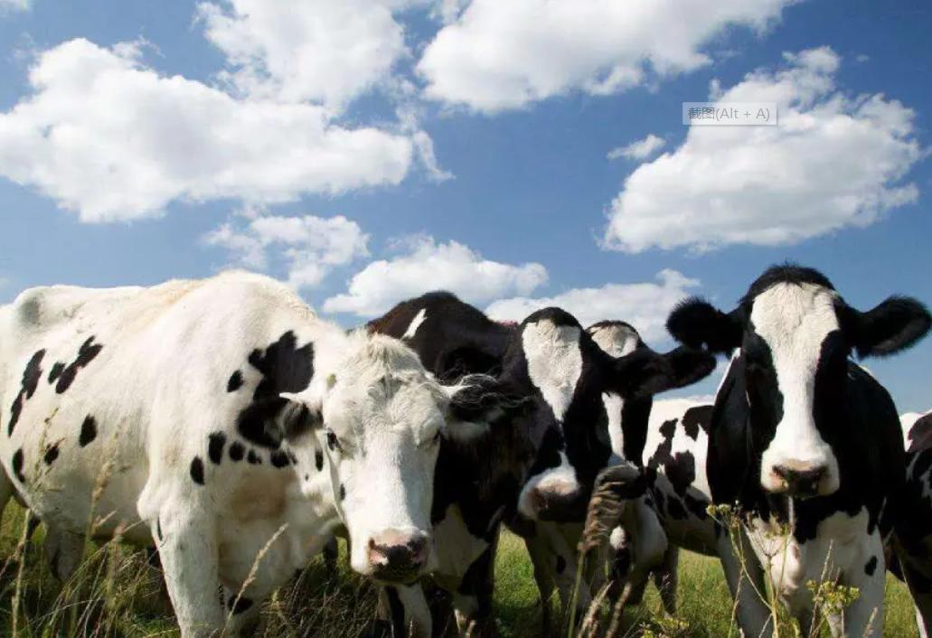 日本人在山东租了1500亩地,日本人在山东租地1500亩现状