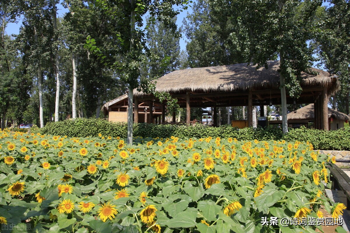 鍏充簬鐜嬬淮鐨勭敯鍥鏅瘲,鐜嬬淮灞辨按鐢板洯璇楃殑鎰忓