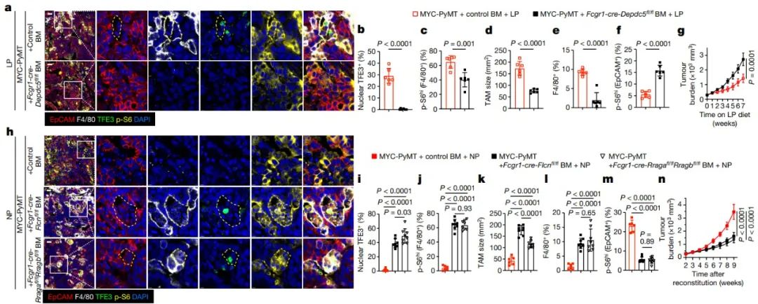 低蛋白饮食抗衰老,低蛋白饮食能显著降低癌症发生率