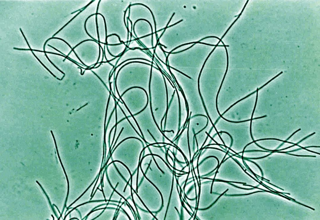 肠道菌群由哪些细菌组成,深度分析肠道细菌