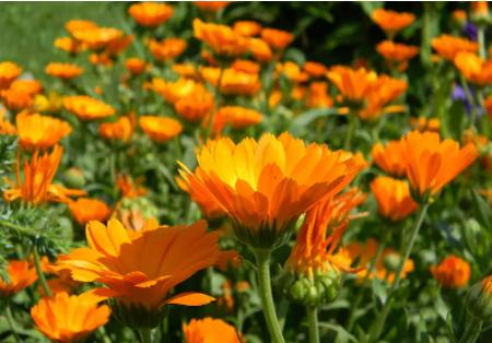 市面上的蟑螂药哪种最好用,最好用的蟑螂药是什么牌子