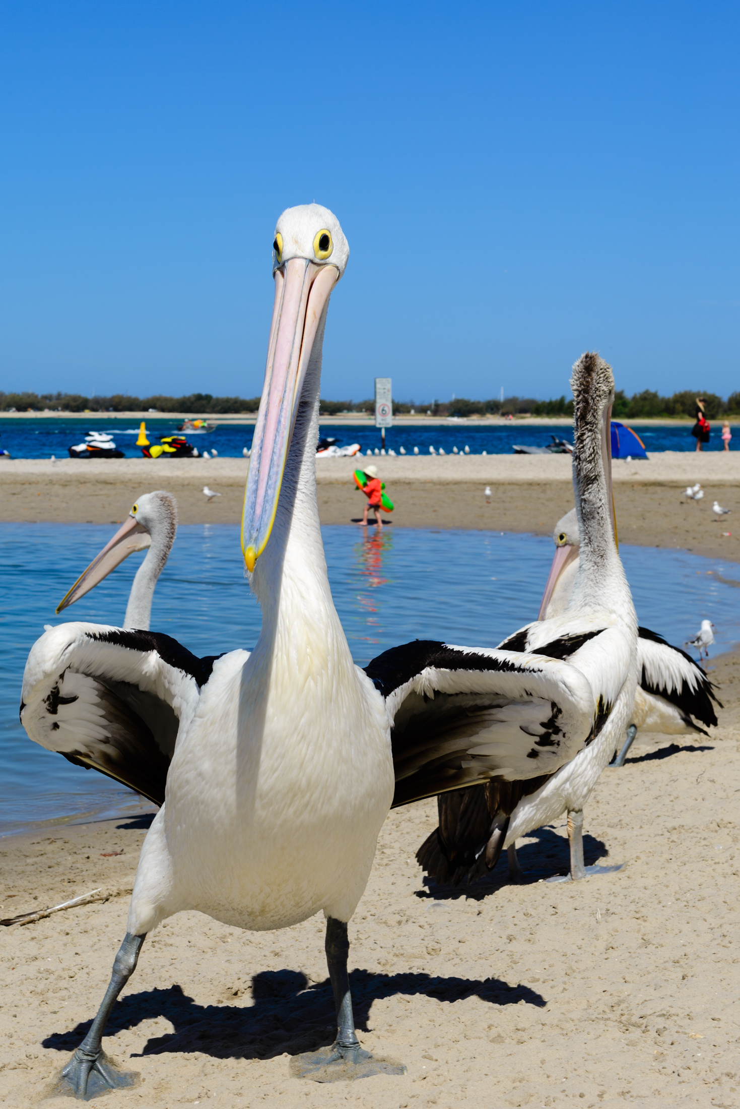 澳洲黄金海岸喂鹈鹕,澳洲海边鹈鹕