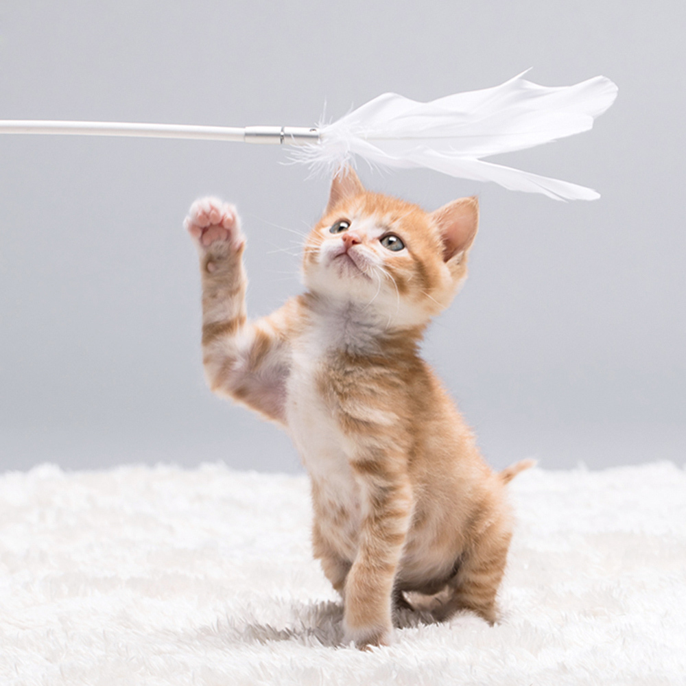 为什么老人都说家里不能养两只猫,十大不适合家养的猫