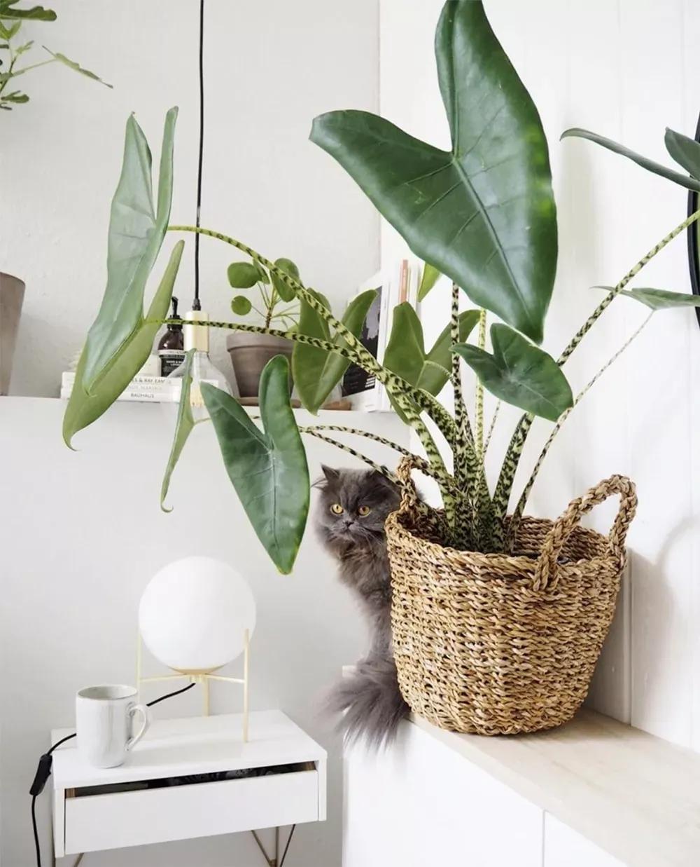 客厅实用盆栽植物有哪些,客厅一般放什么植物盆栽比较好