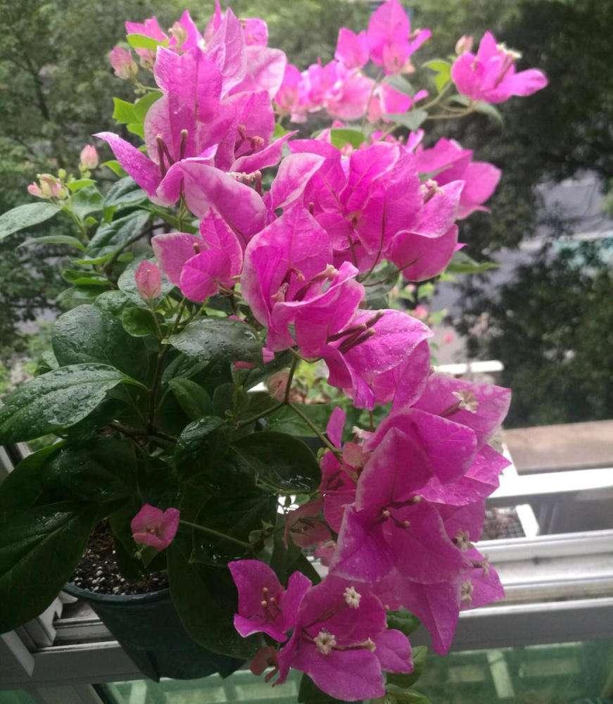 10种公认最好养的花三角梅,十种勤花三角梅