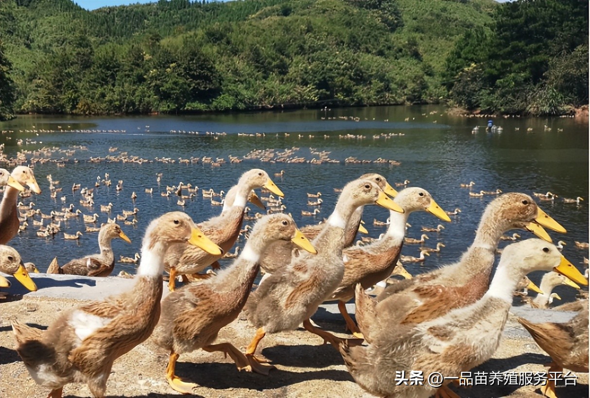 鹅价单日降幅超过26%，鸭价鹅价双双创下新低，水禽养殖业怎么了