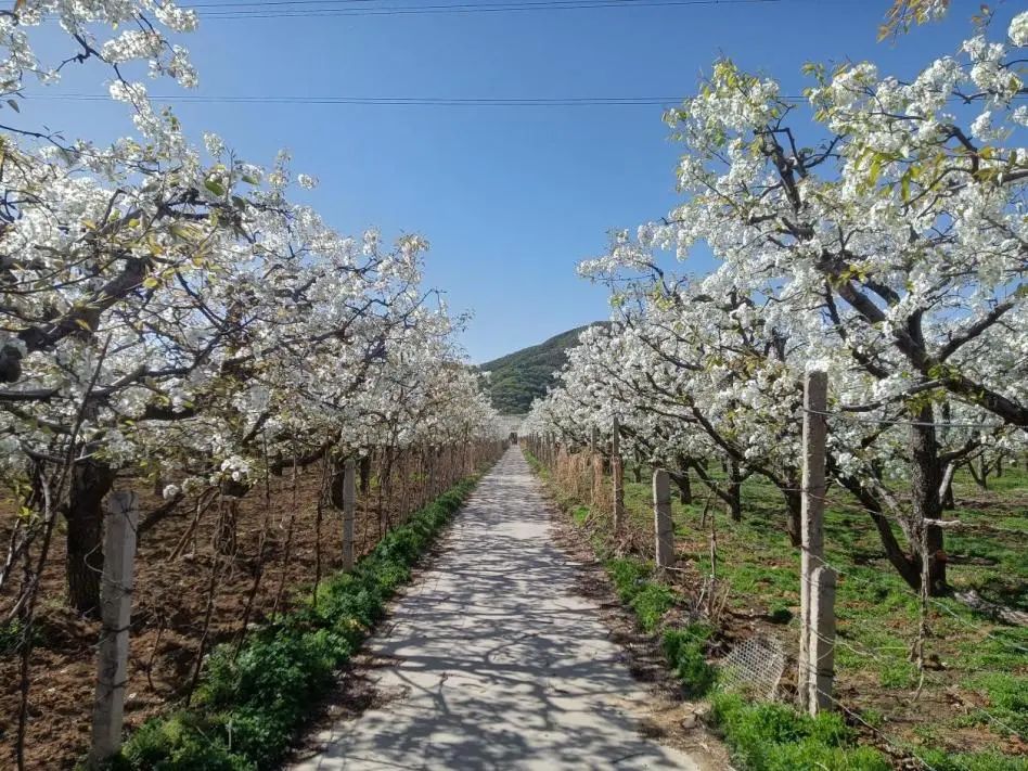 北京顺义美丽乡村建设试点村,2019北京市顺义区第一批美丽乡村