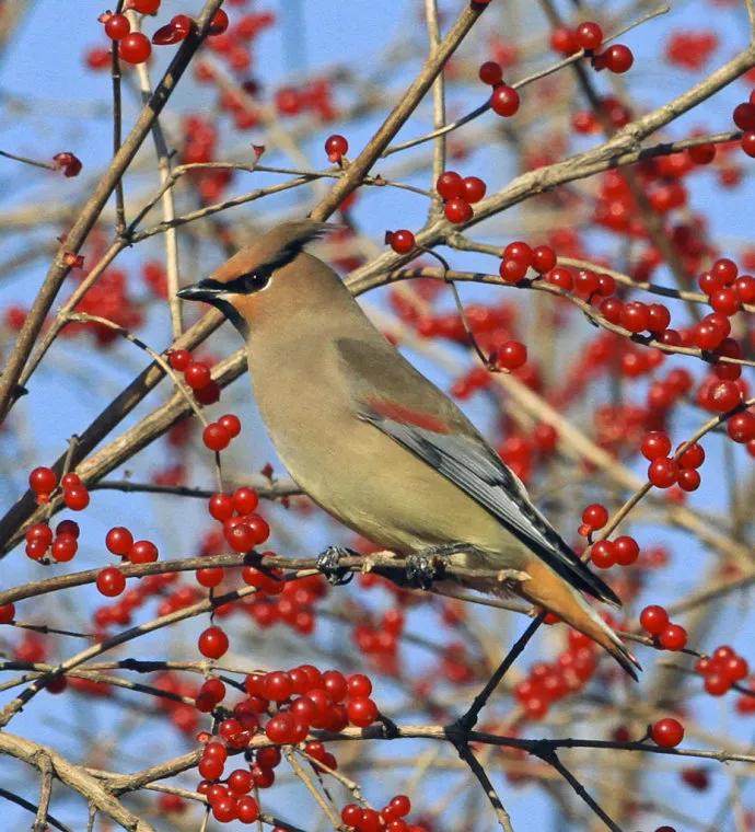 太平鸟图片素材,太平鸟造型图片