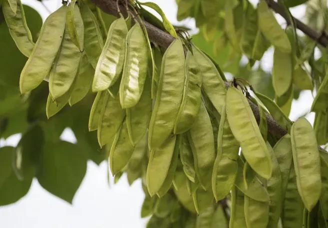 古人洗头用什么洗发水好,古人没有洗发水是用什么来洗头的