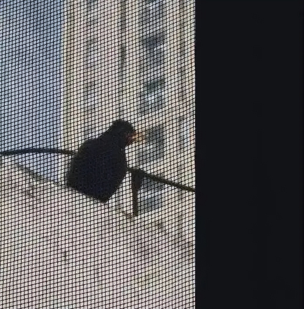 我家猫骂了一只鸟，被它追着喷了五天屎！网友：赶紧搬家吧...