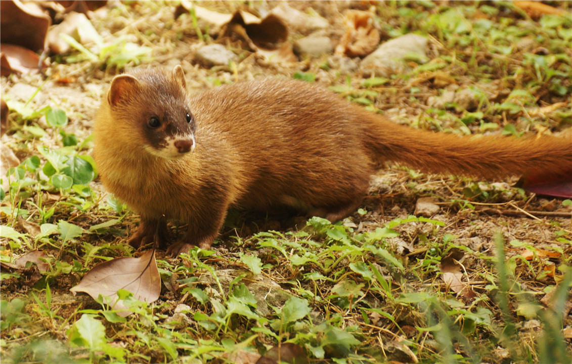 黄鼠狼报恩最新视频,黄鼠狼的报恩真实视频