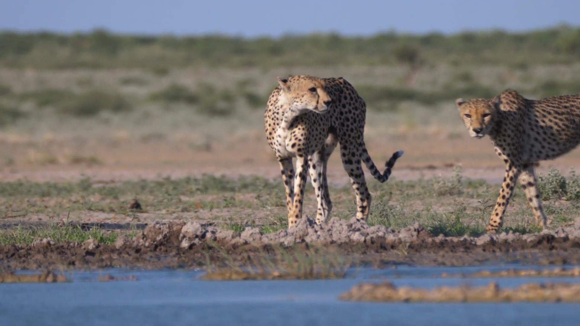 猎豹可以打过人类吗,如果在野外遇到猎豹怎么办