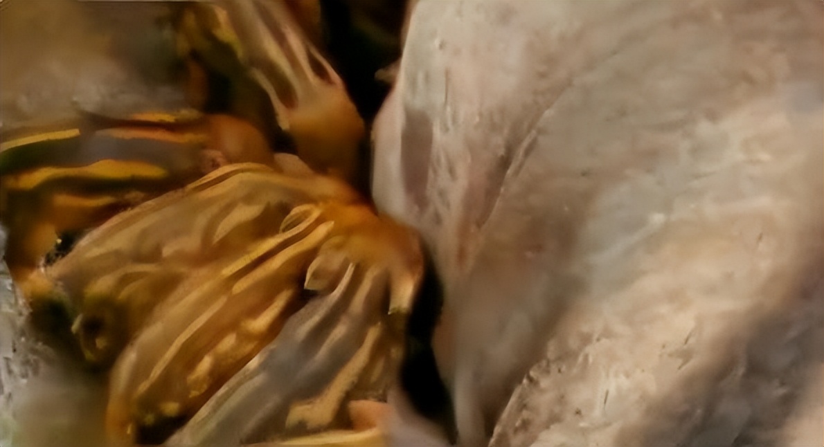 母猪生豹纹猪仔,母猪生下豹纹怪猪