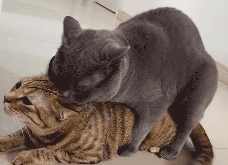 猫咪在交配的时候，究竟爽不爽？