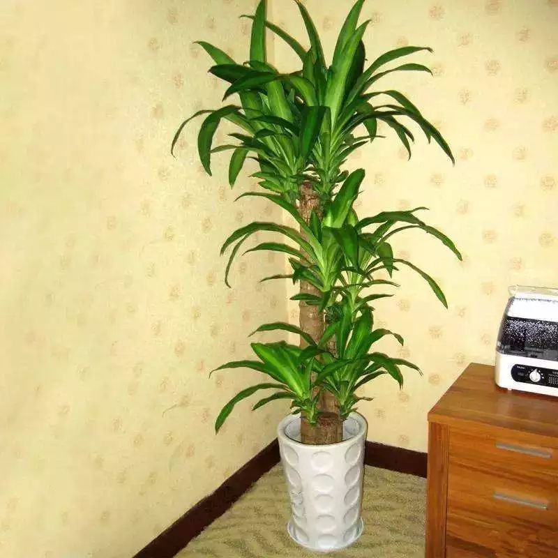 种什么蔬菜可吸甲醛,适合家庭种植的除甲醛植物