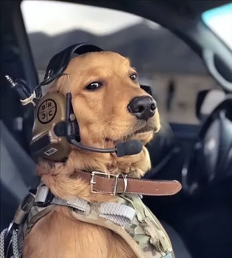 金毛拉布拉多柯基哪个适合新手养,老人适合养金毛还是拉布拉多