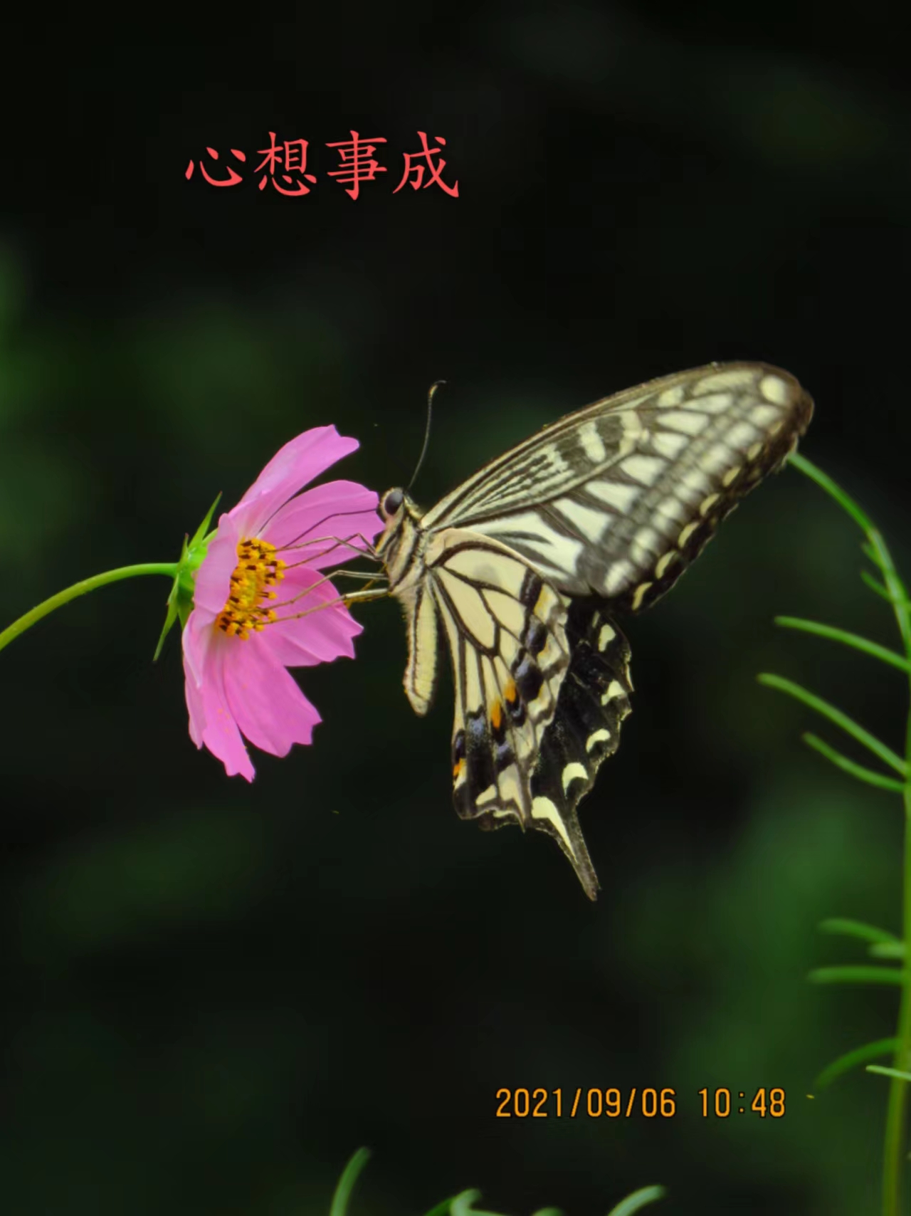 “以我为主”地忽略“事”的经过——浅尝辄止、先喜后忧的根源