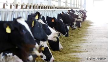 奶牛场的奶牛损伤病例分析