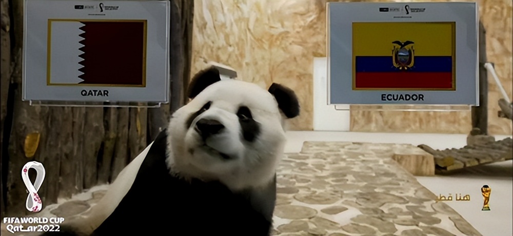 大熊猫成功“预测”日本战胜德国,大熊猫预测四场球赛