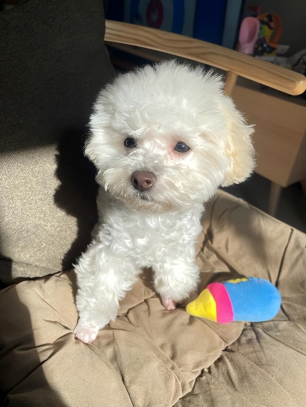 哪几种狗最温顺不爱咬人,性格最温顺不咬人的狗是怎么回事