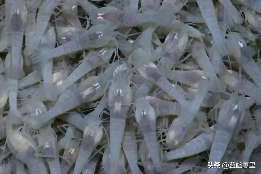 看到虾为什么怕虫子,蚯蚓可以避虾吗