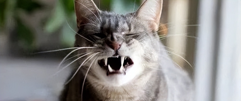 科普｜猫咪的肝病究竟是什么？本文告诉你如何预防