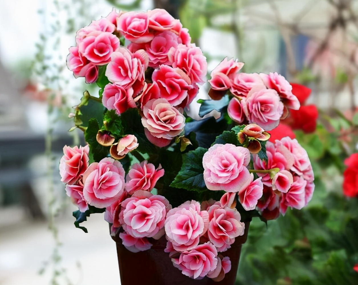 丽格海棠的养护注意事项和禁忌,丽格海棠花谢后还能接着开花吗