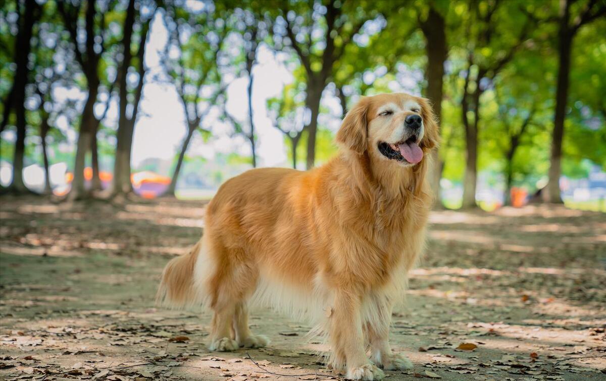 金毛犬的优缺点及价格,金毛犬最正确价格