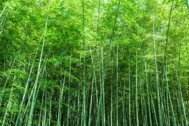 你知道花中四君子的来历吗,我们常说的花中四君子有哪些