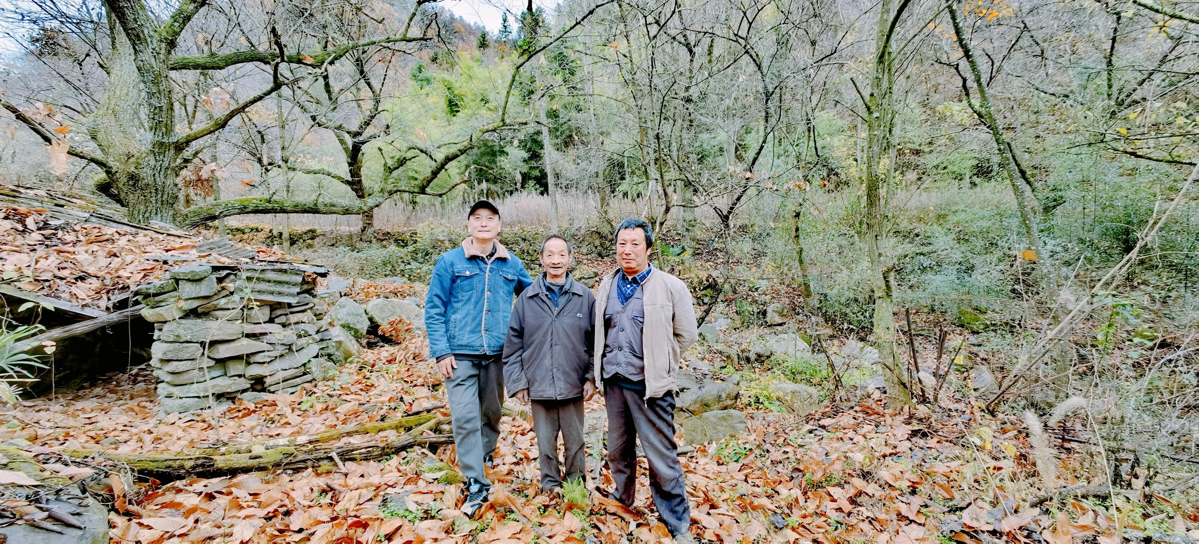 漫山遍野的野生猕猴桃,只有山里才有的特产野生猕猴桃