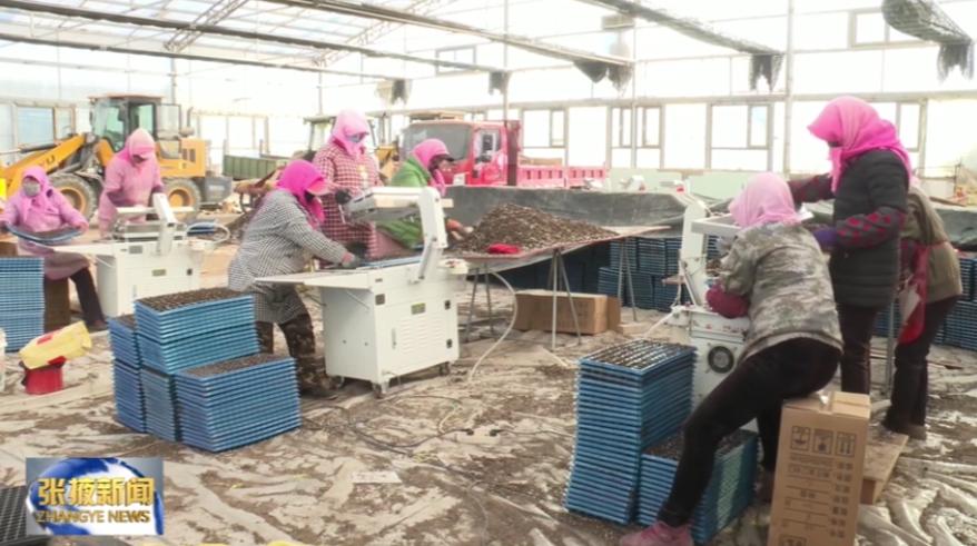 张掖农资春耕政策,张掖春耕农业