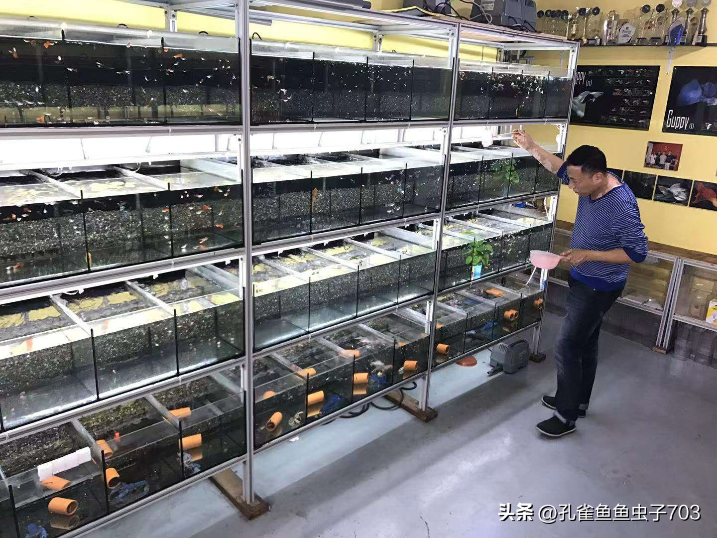 春季鱼为什么死亡如何救活,自己养的鱼无征兆死亡怎么回事