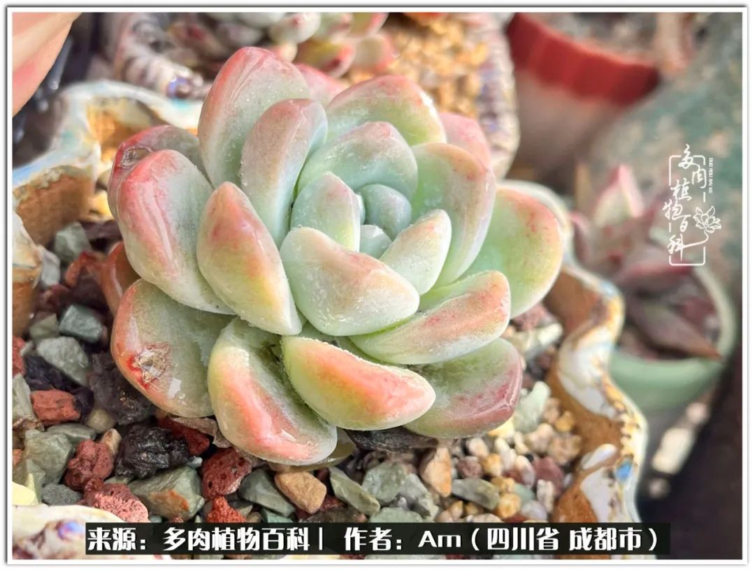 人间四月芳菲尽不负春光不负你,人间四月芳菲尽问春归何处