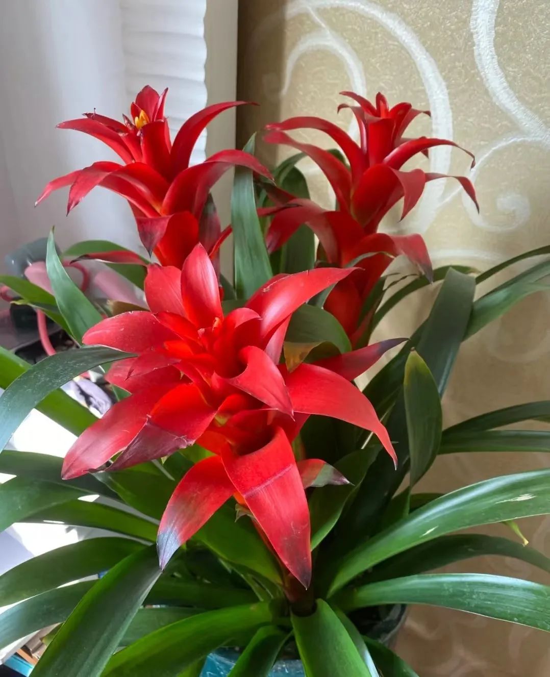 招财植物哪些最好养,家养招财的植物有哪些