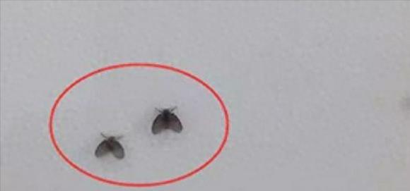 卫生间小虫子蛾蠓有什么危害,卫生间里的蛾蠓怎么治理